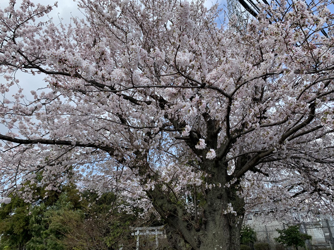 桜が綺麗に咲いていました！