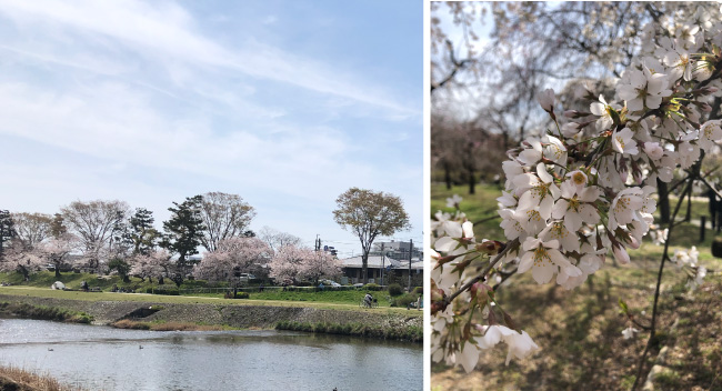 満開の桜