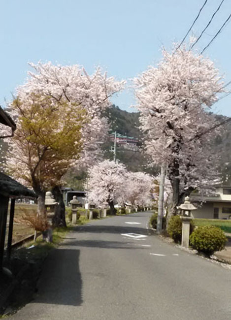 近場で花見